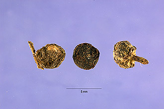 <i>Rubia tinctoria</i> L., orth. var.