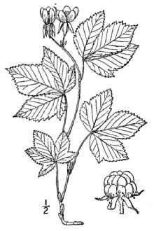 <i>Rubus triflorus</i> Richardson