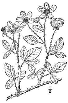 <i>Rubus trivialis</i> Michx. var. serosus L.H. Bailey