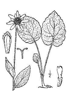 <i>Rudbeckia chapmanii</i> C.L. Boynt. & Beadle