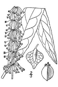 <i>Rumex floridanus</i> Meisn.