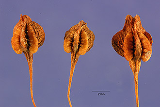 <i>Rumex floridanus</i> Meisn.