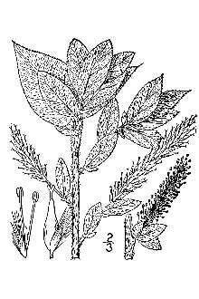 <i>Salix adenophylla</i> Hook.