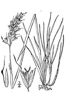 <i>Hierochloe alpina</i> (Sw. ex Willd.) Roem. & Schult. ssp. alpina