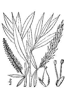 <i>Salix alba</i> L. ssp. vitellina (L.) Arcang.