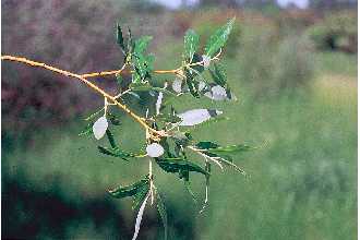 <i>Salix alba</i> L. var. calva G. Mey.