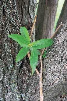 <i>Salix alba</i> L. var. calva G. Mey.