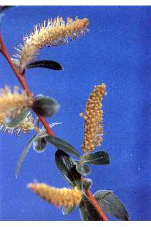 <i>Salix alba</i> L. ssp. caerulea (Sm.) Rech. f.