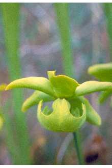 <i>Sarracenia sledgei</i> Macfarlane