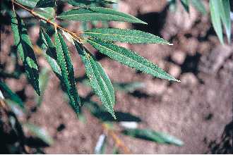 <i>Salix vitellina</i> L.