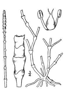 <i>Sarcocornia ambigua</i> (Michx.) M.A. Alonso & M.B. Crespo