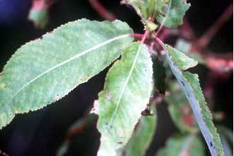 <i>Salix nigra</i> Marshall var. amygdaloides (Andersson) Andersson