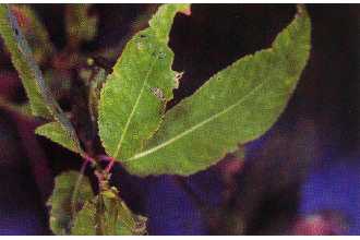 <i>Salix amygdaloides</i> Andersson var. wrightii (Andersson) C.K. Schneid.
