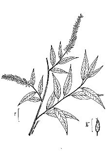 <i>Salix nigra</i> Marshall var. amygdaloides (Andersson) Andersson