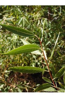 <i>Salix wrightii</i> Andersson