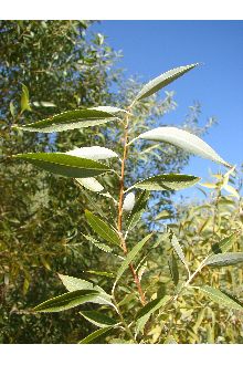 Peachleaf Willow