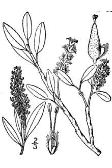 <i>Salix anglorum</i> Cham.