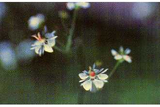 <i>Saxifraga punctata</i> L. ssp. arguta auct. non (D. Don) Hultén