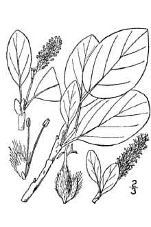 <i>Salix arctophila</i> Cockerell ex A. Heller var. lejocarpa (Andersson) C.K. Schneid.