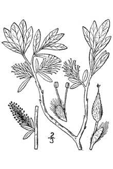 <i>Salix argyrocarpa</i> Andersson var. denudata Andersson