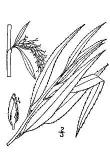 <i>Salix pendulina</i> Wender. var. blanda (Andersson) Meikle ex anon., ined.