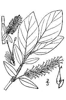 <i>Salix barclayi</i> Andersson var. angustifolia (Andersson) Andersson ex C.K. Schnei