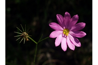 <i>Sabatia dodecandra</i> (L.) Britton, Sterns & Poggenb. var. coriacea (Elliott) H.E. Ahl