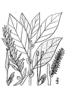 <i>Salix bebbiana</i> Sarg. var. projecta (Fernald) C.K. Schneid.