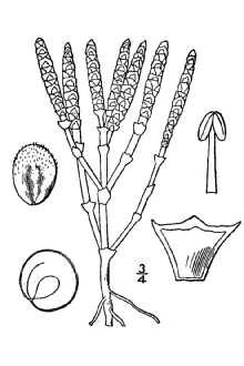 <i>Salicornia mucronata</i> Bigelow, non Lag.