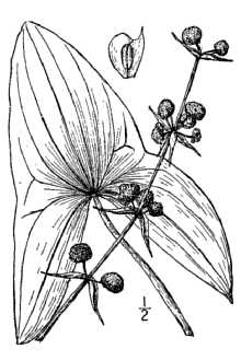 <i>Sagittaria engelmanniana</i> J.G. Sm. ssp. brevirostra (Mack. & Bush) Bogin