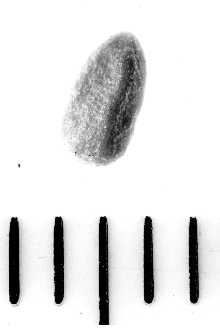 <i>Sambucus microbotrys</i> Rydb.