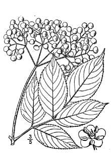 <i>Sambucus caerulea</i> Raf. var. mexicana (C. Presl ex DC.) L.D. Benson, orth. var.