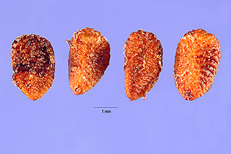 <i>Sambucus canadensis</i> L. var. submollis Rehder