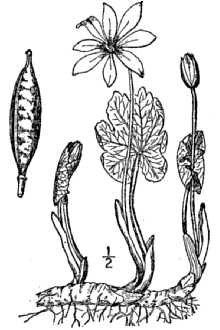 <i>Sanguinaria canadensis</i> L. var. rotundifolia (Greene) Fedde