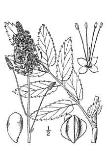 <i>Sanguisorba canadensis</i> L. var. latifolia Hook.