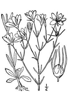 <i>Sabatia campanulata</i> (L.) Torr. var. gracilis (Michx.) Fernald