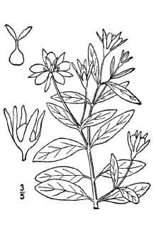 <i>Sabatia gracilis</i> (Michx.) Salisb. var. cubensis Griseb.