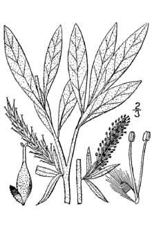 <i>Salix candida</i> Flueggé ex Willd. var. denudata Andersson