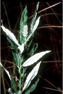 <i>Salix candida</i> Flueggé ex Willd. var. tomentosa Andersson