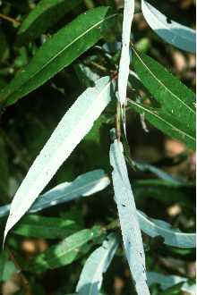 <i>Salix nigra</i> Marshall var. wardii Bebb