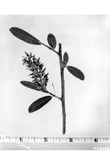 <i>Salix longipes</i> Shuttlw. ex Andersson var. wardii (Bebb) C.K. Schneid.