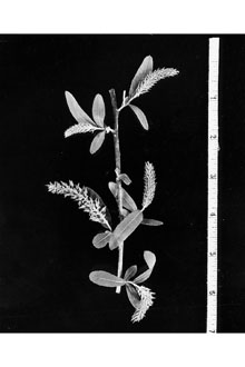 <i>Salix pitcheriana</i> Barratt