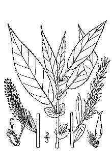 <i>Salix rigida</i> Muhl. var. vestita (Andersson) C.R. Ball