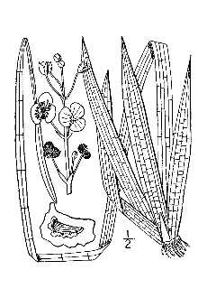 <i>Sagittaria graminea</i> Michx. var. cristata (Engelm.) Bogin