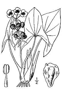 <i>Sagittaria arifolia</i> Nutt. ex J.G. Sm.