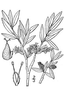 <i>Salix wolfii</i> Bebb var. pseudolapponum (Seemen) M.E. Jones