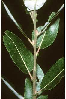 <i>Salix discolor</i> Muhl. var. prinoides (Pursh) Andersson