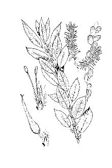 <i>Salix prinoides</i> Pursh