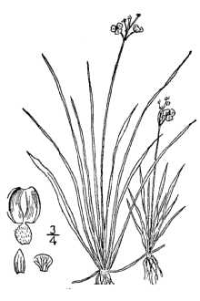<i>Sagittaria eatonii</i> J.G. Sm.