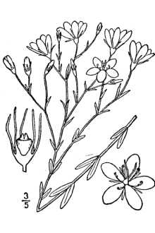 <i>Sabatia paniculata</i> (Michx.) Pursh